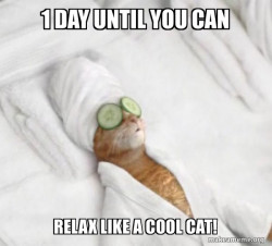 Pampered Cat Meme