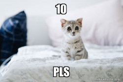 Cute Kitten