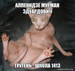 Hairless Cat