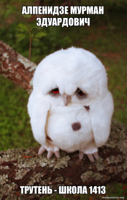 Sad Owl