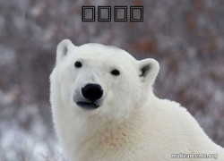 Popular Opinion Polar Bear