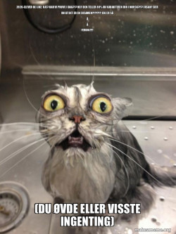 Cat bath