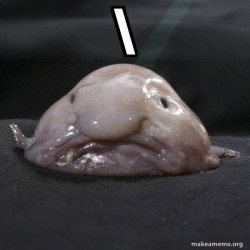 Blobfish