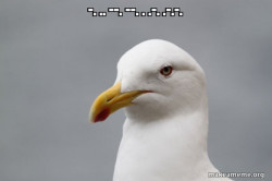Stuff That Didn't Happen Seagull