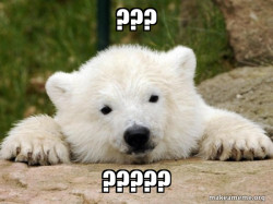 Popular Opinion Bear