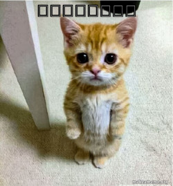 Cute Cat Standing