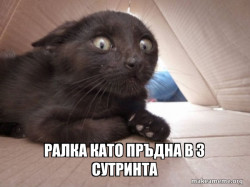 Schitzo Cat
