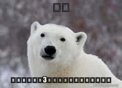 Popular Opinion Polar Bear
