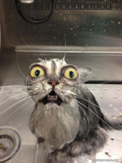 Cat bath