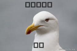 Stuff That Didn't Happen Seagull
