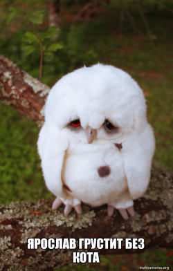 Sad Owl