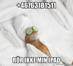 Pampered Cat Meme