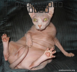 Hairless Cat