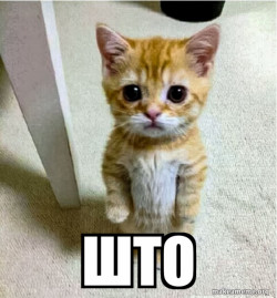 Cute Cat Standing