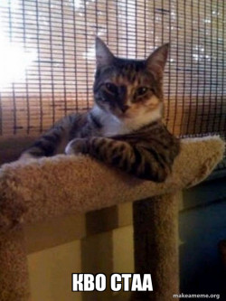 The Most Interesting Cat in the World