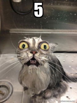 Cat bath