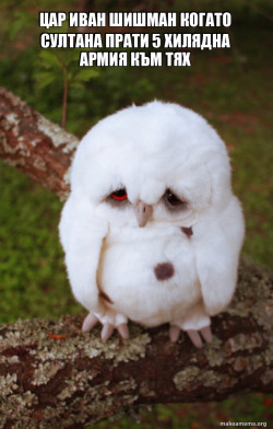 Sad Owl