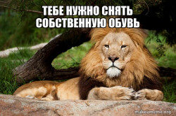 Contemplative Lion