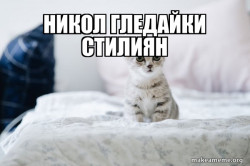 Cute Kitten