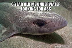 Dirty Joke Dogfish