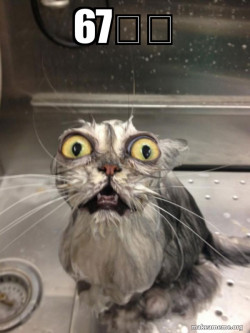 Cat bath