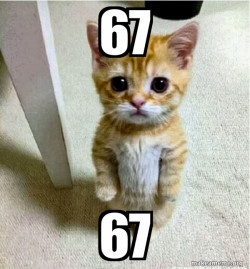 Cute Cat Standing