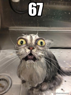 Cat bath