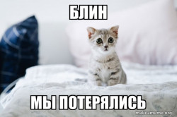 Cute Kitten