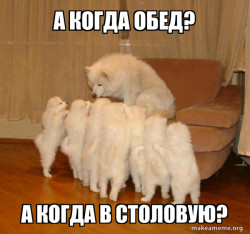 Storytelling Dog