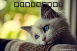 First World Cat Problems