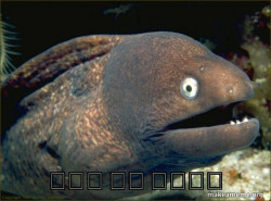 Bad Joke Eel