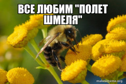 Good Guy Bee
