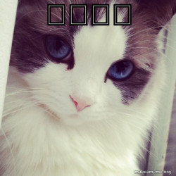 Ridiculously Photogenic Cat