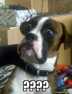 Skeptical Dog