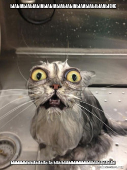 Cat bath