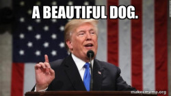 Beautiful Dog