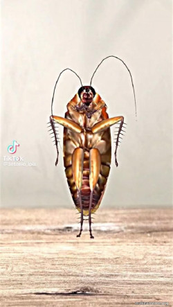 a cockroach wearing a turbin at a mosque
