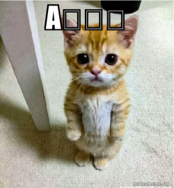 Cute Cat Standing