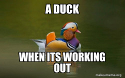 Fashionable Advice Mallard