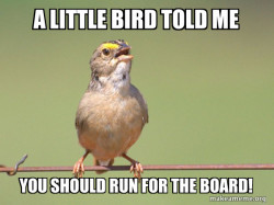 Common Opinion Sparrow