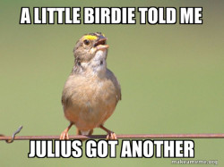 Common Opinion Sparrow