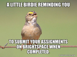 Common Opinion Sparrow