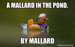 Fashionable Advice Mallard