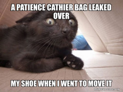 Schitzo Cat