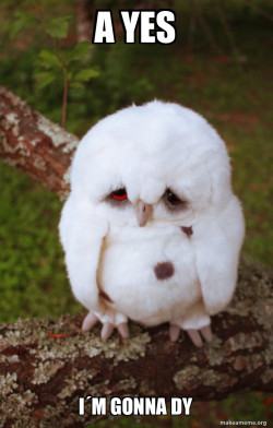 Sad Owl