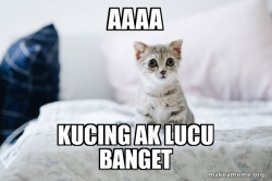 Cute Kitten