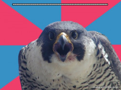 Millennial Falcon