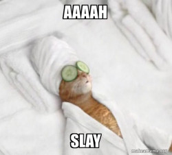 Pampered Cat Meme