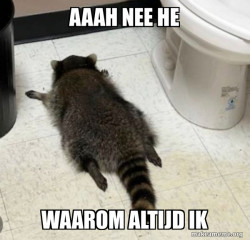 Drunk Raccoon