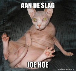 Hairless Cat